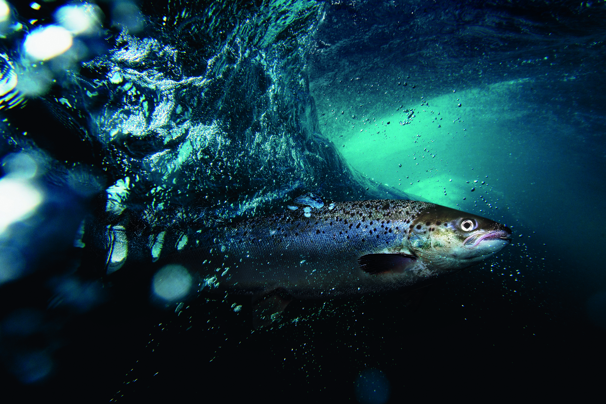 fish swimming in the sea 